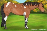 Horse Color:Bay Tobiano 