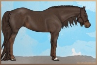 Horse Color:Liver Chestnut 
