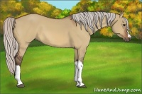 Horse Color:Silver Bay Dun
