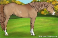 Horse Color:Chestnut Sabino 