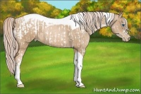 Horse Color:Chocolate Palomino Pearl Tobiano Frame and Chocolate Palomino Pearl Tobiano