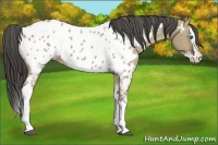 Horse Color:White Spotted Liver Red Dun Splash Appaloosa 