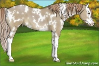 Horse Color:White Spotted Liver Red Dun Sabino Splash 