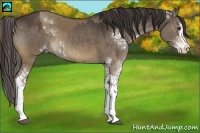 Horse Color:Liver Red Dun Sabino Splash Brindle  and White Spotted Liver Red Dun Sabino Splash 