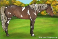 Horse Color:White Spotted Liver Chestnut Rabicano 