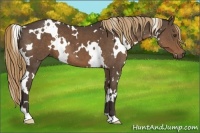 Horse Color:White Spotted Liver Chestnut 