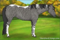 Horse Color:Smoky Grullo Ice Tobiano 
