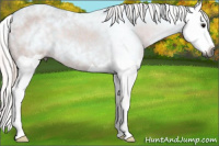 Horse Color:Gray Watercolor Silver Grullo Splash 