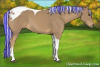 Horse Color:Painted Palomino Tobiano 