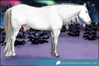 Horse Color:Brown Dun Appaloosa Brindle