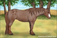 Horse Color:Chestnut Appaloosa