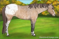 Horse Color:Brown Dun Varnish and Brown Dun Sabino Varnish