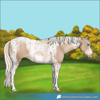 Horse Color:Chocolate Palomino Pearl Tobiano Frame  and Chocolate Palomino Pearl Splash Tobiano Frame 