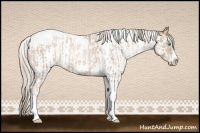 Horse Color:Chocolate Palomino Roan Pearl Tobiano Frame and White Spotted Chocolate Palomino Pearl Tobiano Frame