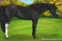Horse Color:Black and Gray Black