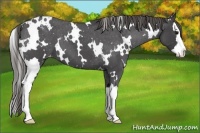 Horse Color:White Spotted Smoky Blue Roan Splash Appaloosa 