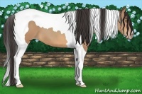 Horse Color:Amber Champagne Tobiano