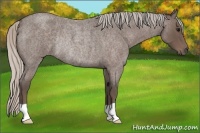 Horse Color:Silver Blue Roan Rabicano 