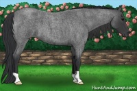 Horse Color:Blue Roan 