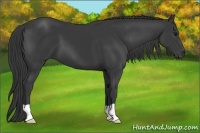 Horse Color:Smoky Black 