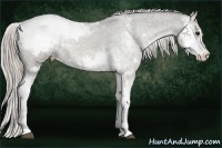 Horse Color:Silver Grullo Sabino Snowcap Brindle