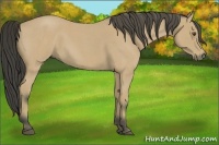 Horse Color:Buckskin Roan 