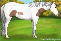 Horse Color:Buckskin Splash Tobiano Rabicano
