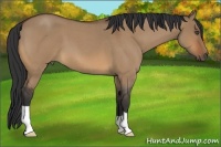 Horse Color:Bay Roan Dun