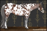 Horse Color:White Spotted Brown Appaloosa