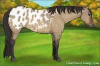 Horse Color:Bay Dun Appaloosa 