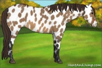 Horse Color:Brown Dun Near Leopard