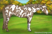 Horse Color:Liver Red Dun Appaloosa 