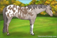 Horse Color:Liver Red Dun Appaloosa Rabicano