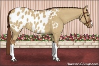 Horse Color:Red Dun Appaloosa 