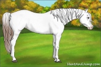 Horse Color:Red Dun Snowcap