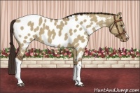 Horse Color:Liver Red Dun Appaloosa 