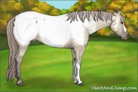 Horse Color:Liver Red Dun Appaloosa