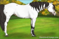 Horse Color:Brown Dun Near Fewspot 