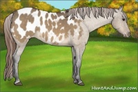 Horse Color:Buckskin Dun Blanket