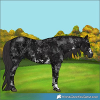 Horse Color:White Spotted Smoky Black Ice 