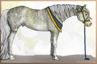 Horse Color:White Spotted Silver Black Chinchilla