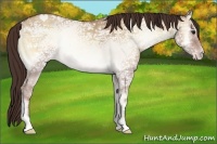 Horse Color:Classic Champagne Ice Onyx Sabino 