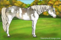 Horse Color:White Spotted Liver Chestnut Splash 