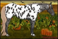Horse Color:Liver Chestnut Appaloosa 