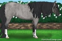 Horse Color:Grullo Roan 