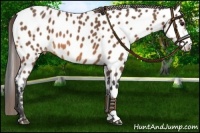 Horse Color:Buckskin Near Leopard