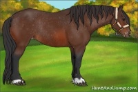 Horse Color:Bay Appaloosa Rabicano 