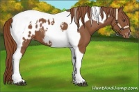 Horse Color:Chestnut Tobiano Appaloosa