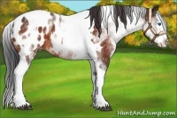Horse Color:White Spotted Bay Splash Tobiano Near Leopard 