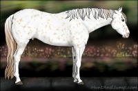 Horse Color:Red Dun Appaloosa 